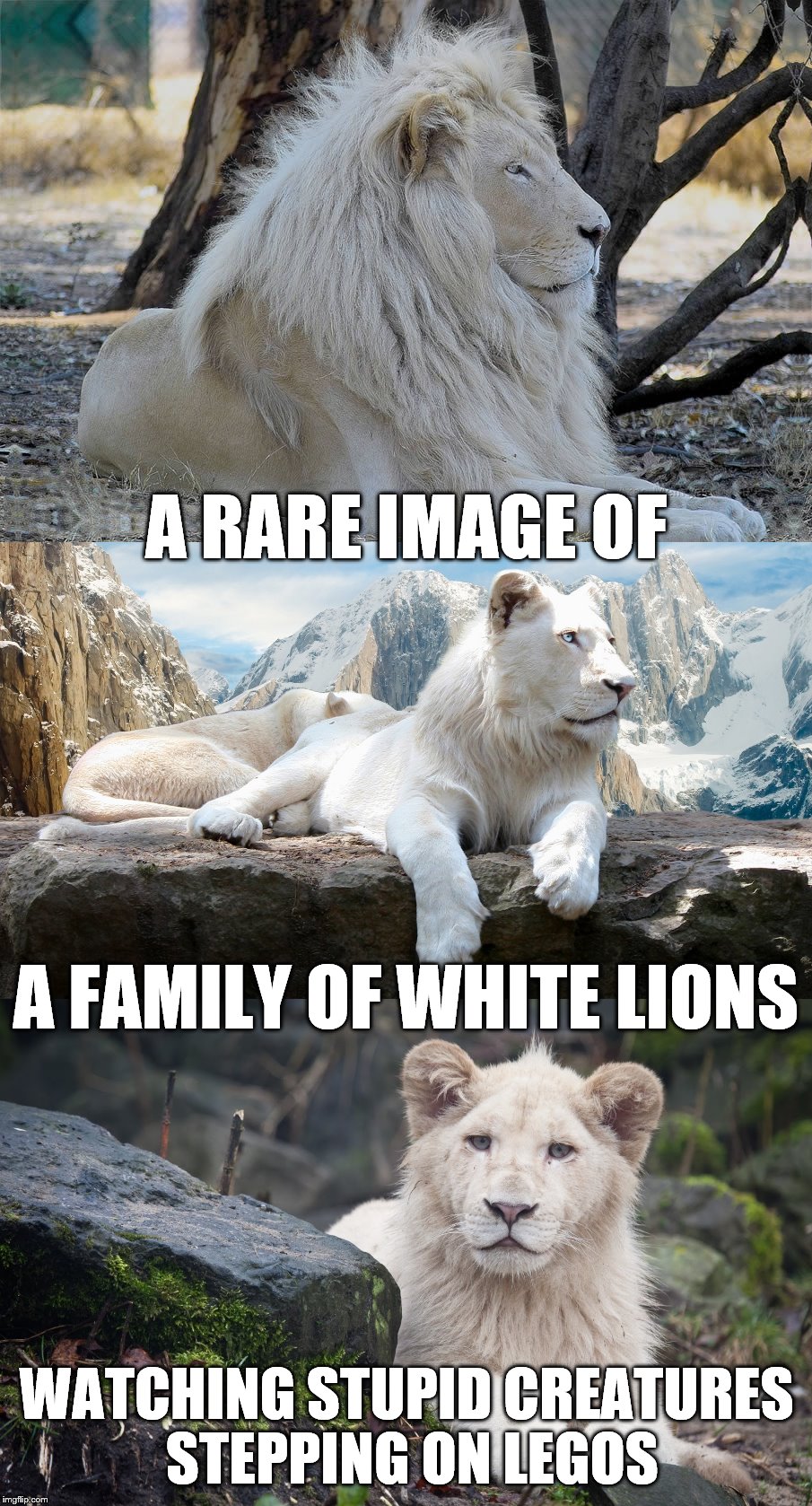This Just Keeps Getting Better! | A RARE IMAGE OF; A FAMILY OF WHITE LIONS; WATCHING STUPID CREATURES STEPPING ON LEGOS | image tagged in a rare image of,a family of white lions,watching stupid creatures stepping on legos,this just keeps getting better | made w/ Imgflip meme maker