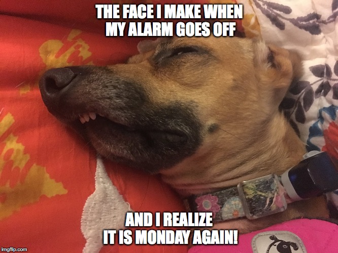 Monday again |  THE FACE I MAKE WHEN MY ALARM GOES OFF; AND I REALIZE IT IS MONDAY AGAIN! | image tagged in me monday morning,mondays,monday's suck,monday meme,i hate mondays | made w/ Imgflip meme maker