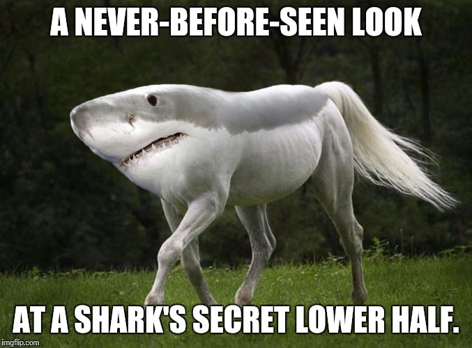 land-shark | A NEVER-BEFORE-SEEN LOOK; AT A SHARK'S SECRET LOWER HALF. | image tagged in land-shark | made w/ Imgflip meme maker