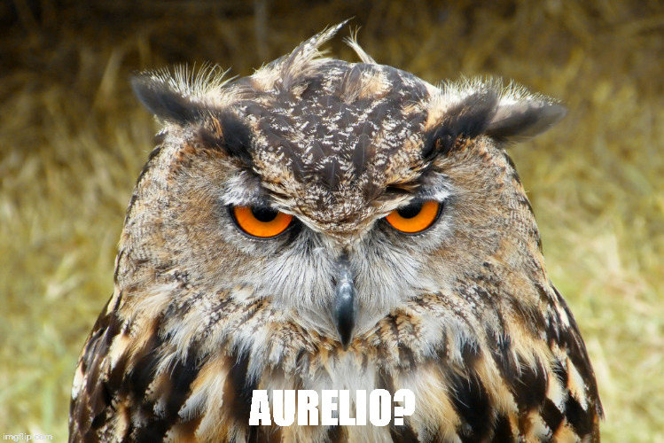 AURELIO? | image tagged in aurelio | made w/ Imgflip meme maker