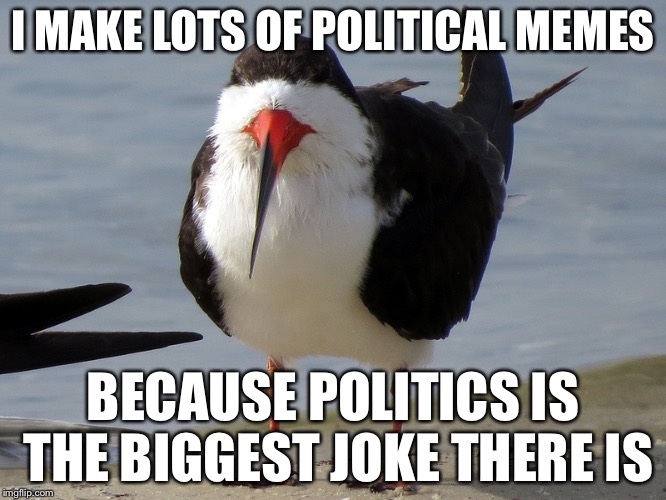 Even Less Popular Opinion Bird | I MAKE LOTS OF POLITICAL MEMES; BECAUSE POLITICS IS THE BIGGEST JOKE THERE IS | image tagged in even less popular opinion bird | made w/ Imgflip meme maker