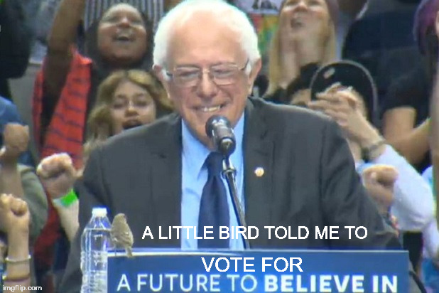 birdie sanders | A LITTLE BIRD TOLD ME TO; VOTE FOR | image tagged in birdie-sanders | made w/ Imgflip meme maker