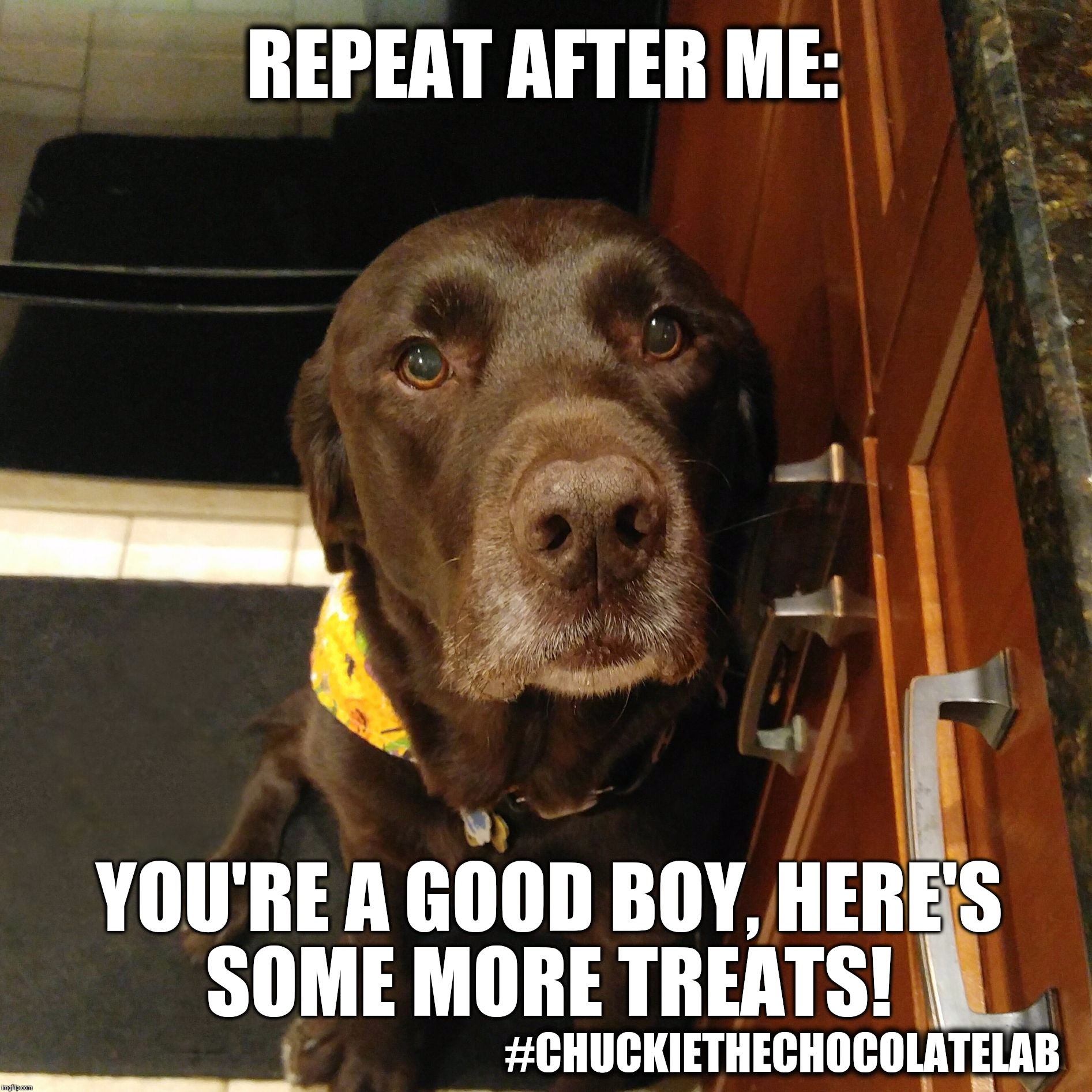 Dog Mind Control  |  REPEAT AFTER ME:; YOU'RE A GOOD BOY, HERE'S SOME MORE TREATS! #CHUCKIETHECHOCOLATELAB | image tagged in chuckie the chocolate lab,repeat after me,mind control,funny,dogs,labrador | made w/ Imgflip meme maker