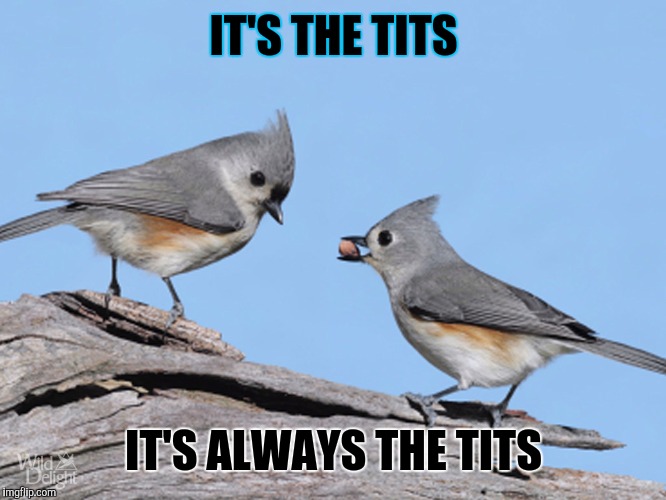 IT'S THE TITS IT'S ALWAYS THE TITS | made w/ Imgflip meme maker