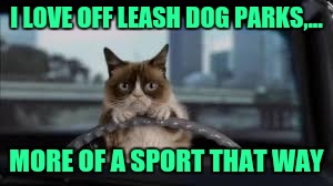 Run little doggy! | I LOVE OFF LEASH DOG PARKS,... MORE OF A SPORT THAT WAY | image tagged in grumpy cat,sewmyeyesshut,driving,running over dogs for sport,run puppy run | made w/ Imgflip meme maker