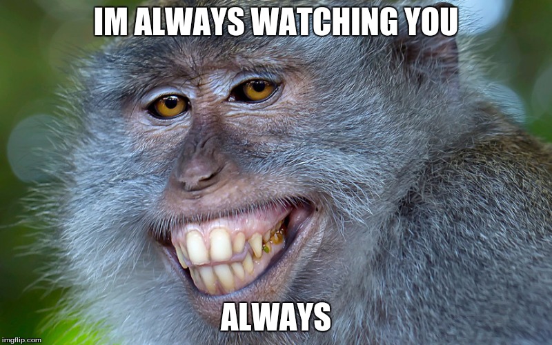 funny animals | IM ALWAYS WATCHING YOU; ALWAYS | image tagged in funny animals | made w/ Imgflip meme maker
