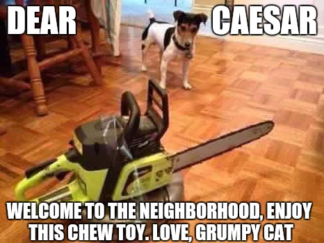Housewarming present from Grumpy Cat | DEAR                      CAESAR; WELCOME TO THE NEIGHBORHOOD, ENJOY THIS CHEW TOY. LOVE, GRUMPY CAT | image tagged in memes,grumpy cat,dogs,chainsaw | made w/ Imgflip meme maker
