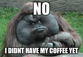 Funny animals | NO; I DIDNT HAVE MY COFFEE YET | image tagged in funny animals | made w/ Imgflip meme maker