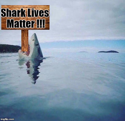 shark_head_out_of_water | Shark Lives Matter !!! | image tagged in shark_head_out_of_water | made w/ Imgflip meme maker