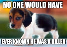 Funny animals | NO ONE WOULD HAVE; EVER KNOWN HE WAS A KILLER | image tagged in funny animals | made w/ Imgflip meme maker