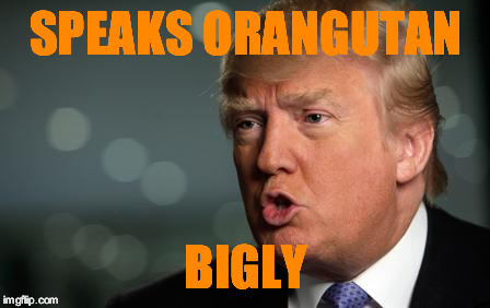 Trump | SPEAKS ORANGUTAN; BIGLY | image tagged in trump | made w/ Imgflip meme maker