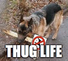 THUG LIFE | image tagged in dogs,thug life | made w/ Imgflip meme maker