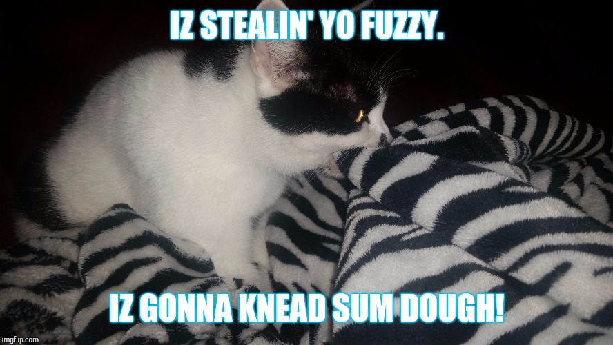 IZ STEALIN' YO FUZZY. IZ GONNA KNEAD SUM DOUGH! | image tagged in bread | made w/ Imgflip meme maker