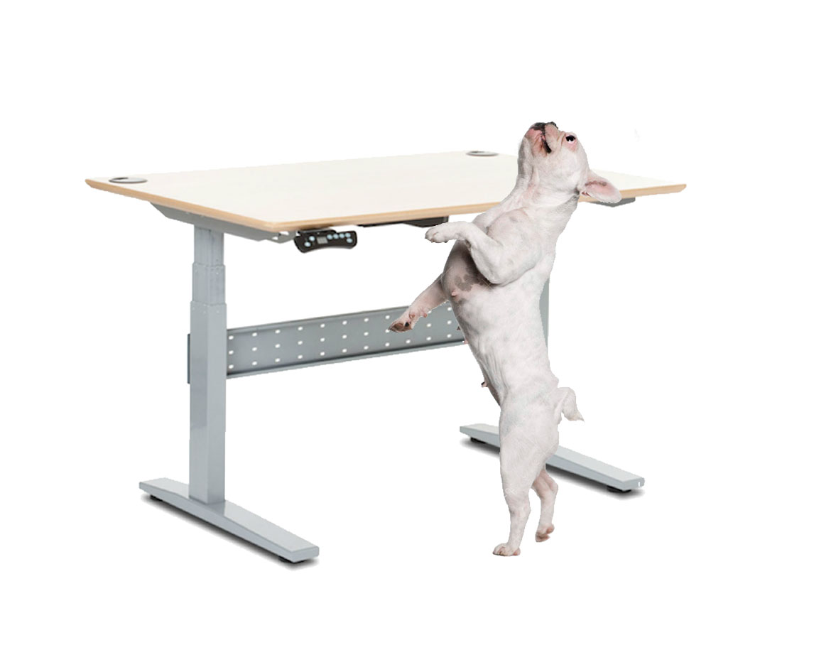 High Quality Bulldog standing up with desk Blank Meme Template