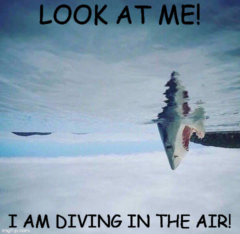 shark_head_out_of_water | LOOK AT ME! I AM DIVING IN THE AIR! | image tagged in shark_head_out_of_water | made w/ Imgflip meme maker