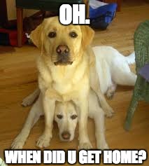 OH. WHEN DID U GET HOME? | image tagged in yellow lab | made w/ Imgflip meme maker