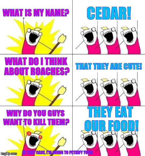 i really do feel this way about cockroaches. also, i'm a cockatrice. | WHAT IS MY NAME? CEDAR! WHAT DO I THINK ABOUT ROACHES? THAT THEY ARE CUTE! THEY EAT OUR FOOD! WHY DO YOU GUYS WANT TO KILL THEM? IN THAT CASE, I'M GOING TO PETRIFY YOU!! | image tagged in memes,what do we want 3 | made w/ Imgflip meme maker