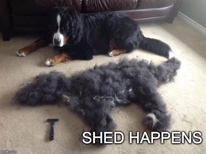 Brush me, baby. | SHED HAPPENS | image tagged in janey mack meme,shed happens,funny,dog | made w/ Imgflip meme maker