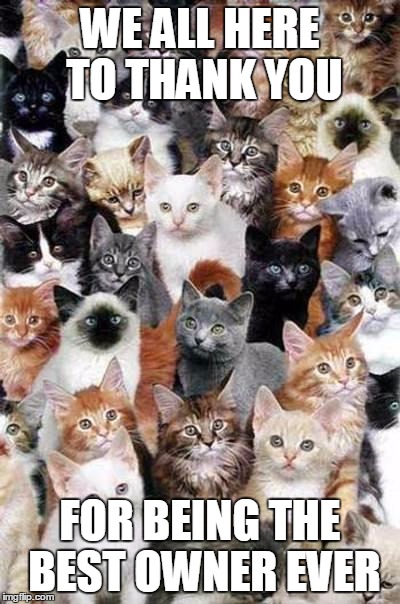 Cats Unity to thank their Owner | WE ALL HERE TO THANK YOU; FOR BEING THE BEST OWNER EVER | image tagged in memes,cats | made w/ Imgflip meme maker