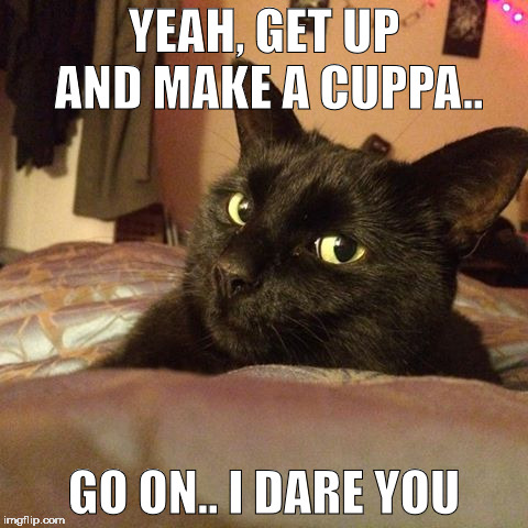 aggression cat | YEAH, GET UP AND MAKE A CUPPA.. GO ON.. I DARE YOU | image tagged in cats,angry cat,scary | made w/ Imgflip meme maker