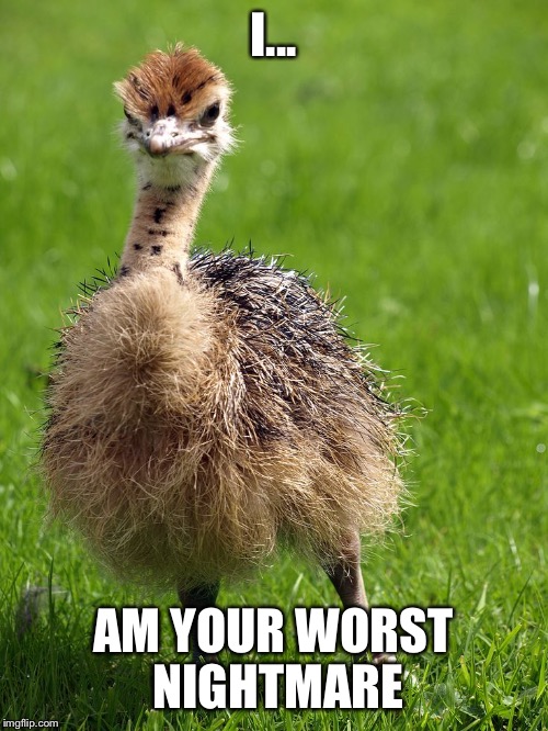 Worst nightmare ostrich baby | I... AM YOUR WORST NIGHTMARE | image tagged in ostrich,baby,nightmare | made w/ Imgflip meme maker