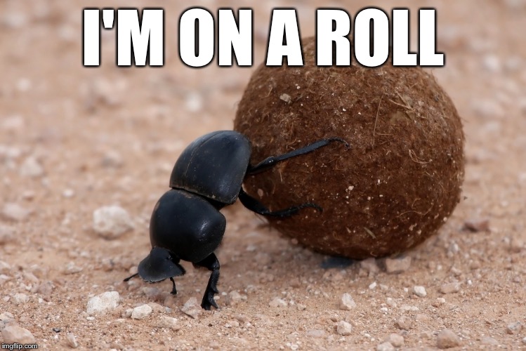 I'M ON A ROLL | image tagged in memes,dung beetle,bad pun | made w/ Imgflip meme maker