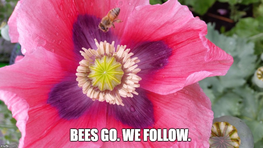 BEES GO. WE FOLLOW. | image tagged in beeandpoppy | made w/ Imgflip meme maker