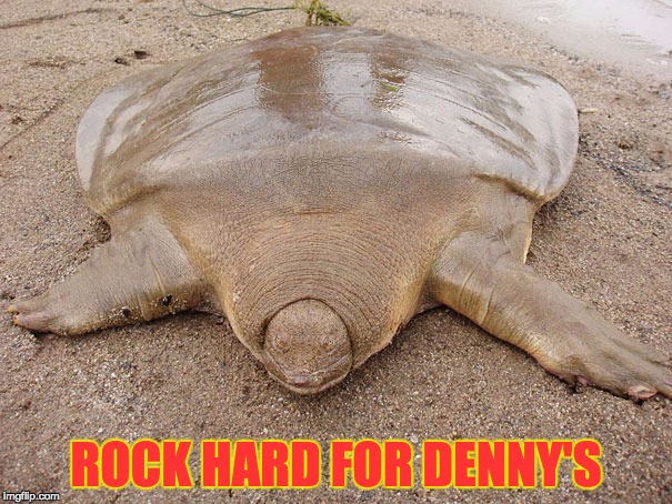 ROCK HARD FOR DENNY'S | image tagged in soft shelled tortoise | made w/ Imgflip meme maker