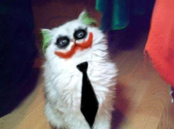 Clown Cat Blank Meme Template