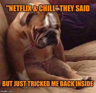 Awwww...Lying Humans! | "NETFLIX & CHILL" THEY SAID; BUT JUST TRICKED ME BACK INSIDE | image tagged in netflix and chill | made w/ Imgflip meme maker