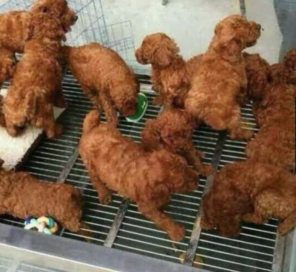 Asian Fried Chicken Blank Meme Template