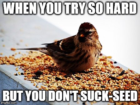WHEN YOU TRY SO HARD; BUT YOU DON'T SUCK-SEED | image tagged in birds | made w/ Imgflip meme maker