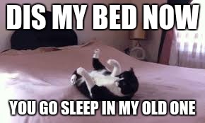 Funny animals | DIS MY BED NOW; YOU GO SLEEP IN MY OLD ONE | image tagged in funny animals | made w/ Imgflip meme maker