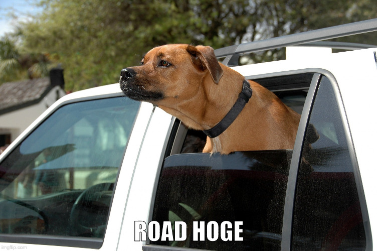 Road Hog | ROAD HOGE | image tagged in dog,road,road-hog,doge,meme,memes | made w/ Imgflip meme maker