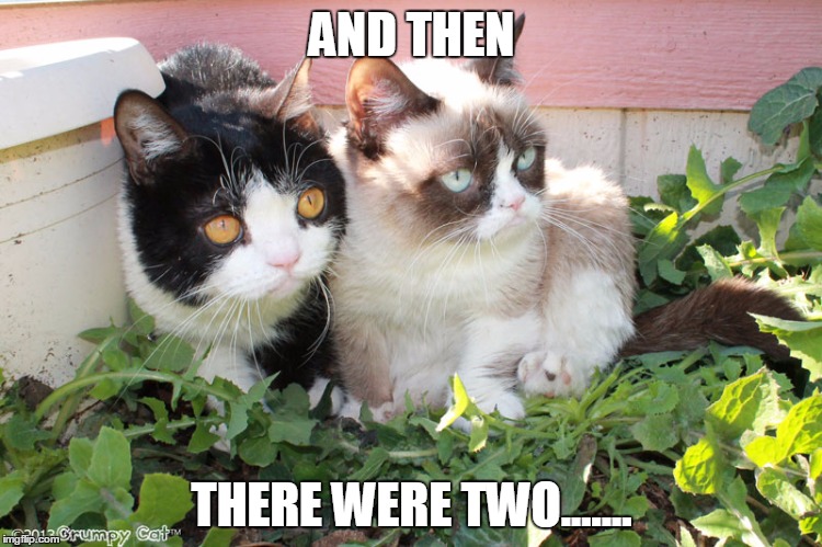 XD | AND THEN; THERE WERE TWO....... | image tagged in grumpy cat | made w/ Imgflip meme maker