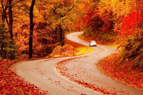 High Quality Autumn road Blank Meme Template