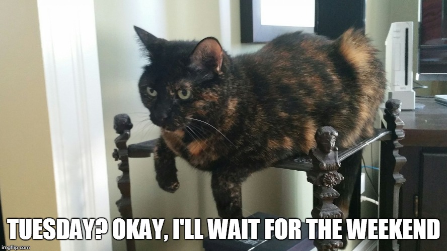 TUESDAY? OKAY, I'LL WAIT FOR THE WEEKEND | image tagged in cat,tuesday,week-end,waiting | made w/ Imgflip meme maker