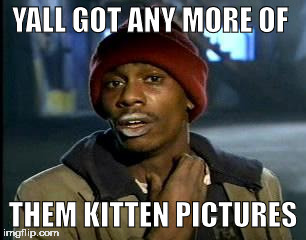 Y'all Got Any More Of That | YALL GOT ANY MORE OF; THEM KITTEN PICTURES | image tagged in memes,yall got any more of | made w/ Imgflip meme maker