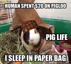 Pig life | PIG LIFE | image tagged in pig life,scumbag | made w/ Imgflip meme maker