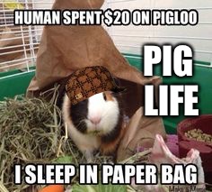Pig life | PIG LIFE | image tagged in pig life,scumbag | made w/ Imgflip meme maker