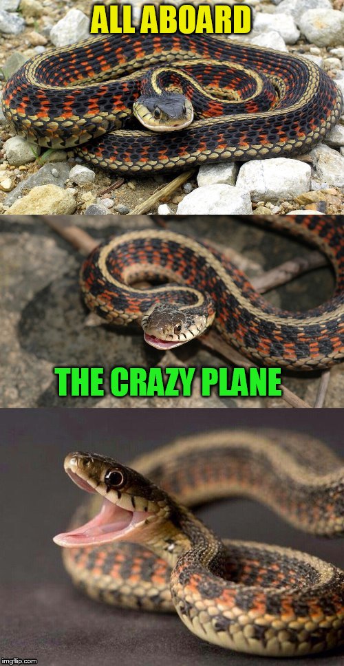 Snake Puns | ALL ABOARD THE CRAZY PLANE | image tagged in snake puns | made w/ Imgflip meme maker
