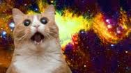 WOW CAT! 2 (in space) Blank Meme Template