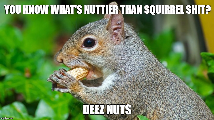 Deez Nuts | YOU KNOW WHAT'S NUTTIER THAN SQUIRREL SHIT? DEEZ NUTS | image tagged in deez nuts,deez nutz,bad pun squirrel,squirrel | made w/ Imgflip meme maker