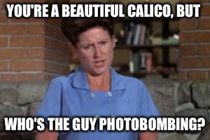 YOU'RE A BEAUTIFUL CALICO, BUT WHO'S THE GUY PHOTOBOMBING? | made w/ Imgflip meme maker