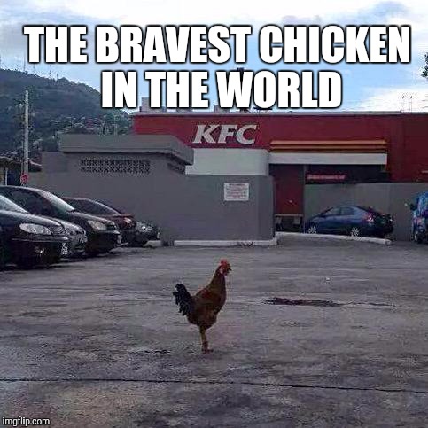 QUICK WAY TO COMMIT SUICIDE | THE BRAVEST CHICKEN IN THE WORLD | image tagged in quick way to commit suicide,chicken,kfc,i hope no one done it before,chicken in front of kfc | made w/ Imgflip meme maker