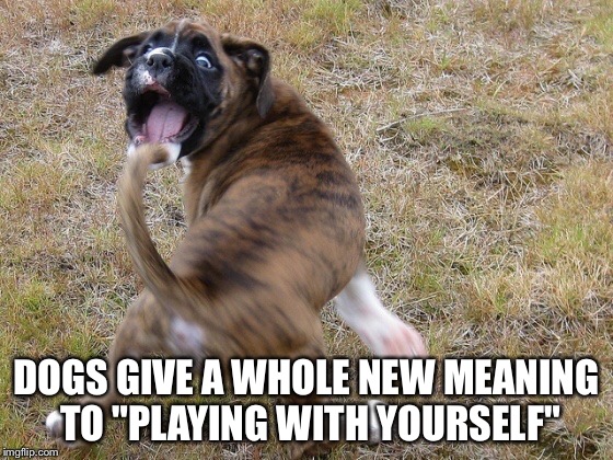I wish I could entertain myself that easily. | DOGS GIVE A WHOLE NEW MEANING TO "PLAYING WITH YOURSELF" | image tagged in dogs,memes,playing alone,entertainment | made w/ Imgflip meme maker