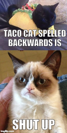 Did not know that! | TACO CAT SPELLED BACKWARDS IS; SHUT UP | image tagged in grumpy cat,taco cat,national taco day,iwanttobebacon,bacon,shut up | made w/ Imgflip meme maker
