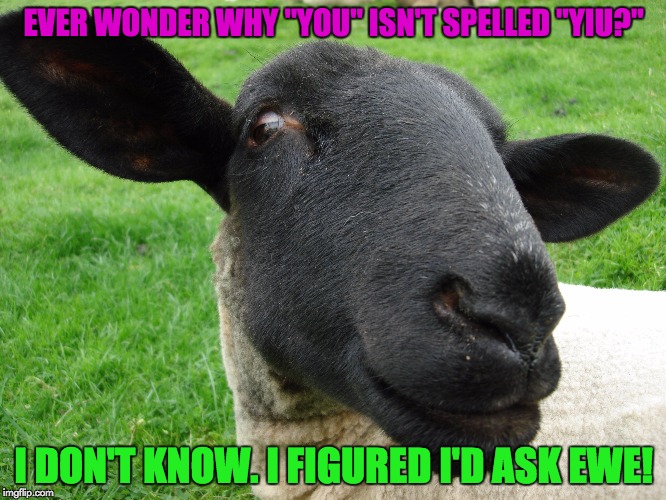 You, Yiu, Ewe, Yew, Y U No just spell it right? | EVER WONDER WHY "YOU" ISN'T SPELLED "YIU?"; I DON'T KNOW. I FIGURED I'D ASK EWE! | image tagged in grammar nazi,funny | made w/ Imgflip meme maker