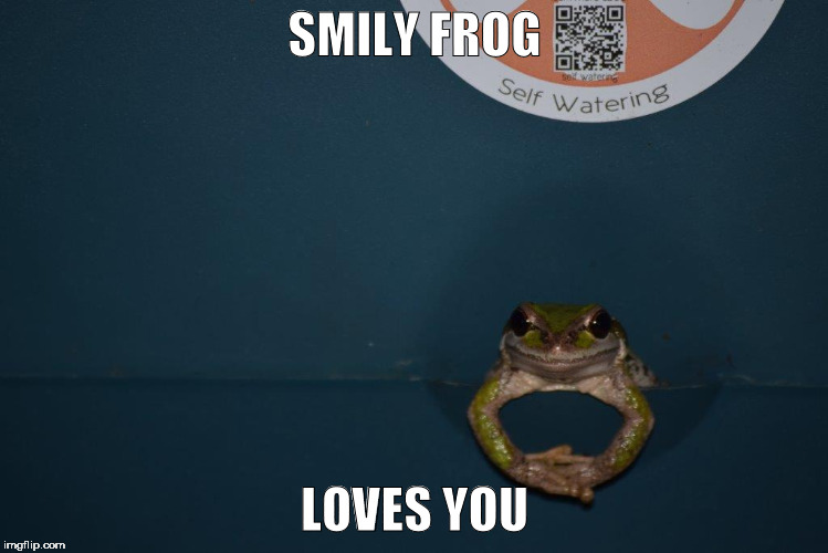 froggie is fun | SMILY FROG; LOVES YOU | image tagged in funny animals | made w/ Imgflip meme maker