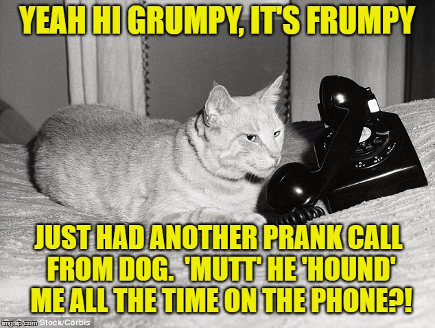 Frumpy Cat | YEAH HI GRUMPY, IT'S FRUMPY; JUST HAD ANOTHER PRANK CALL FROM DOG.  'MUTT' HE 'HOUND' ME ALL THE TIME ON THE PHONE?! | image tagged in meme,grumpy cat | made w/ Imgflip meme maker